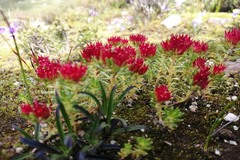 Rhodiola fastigiata